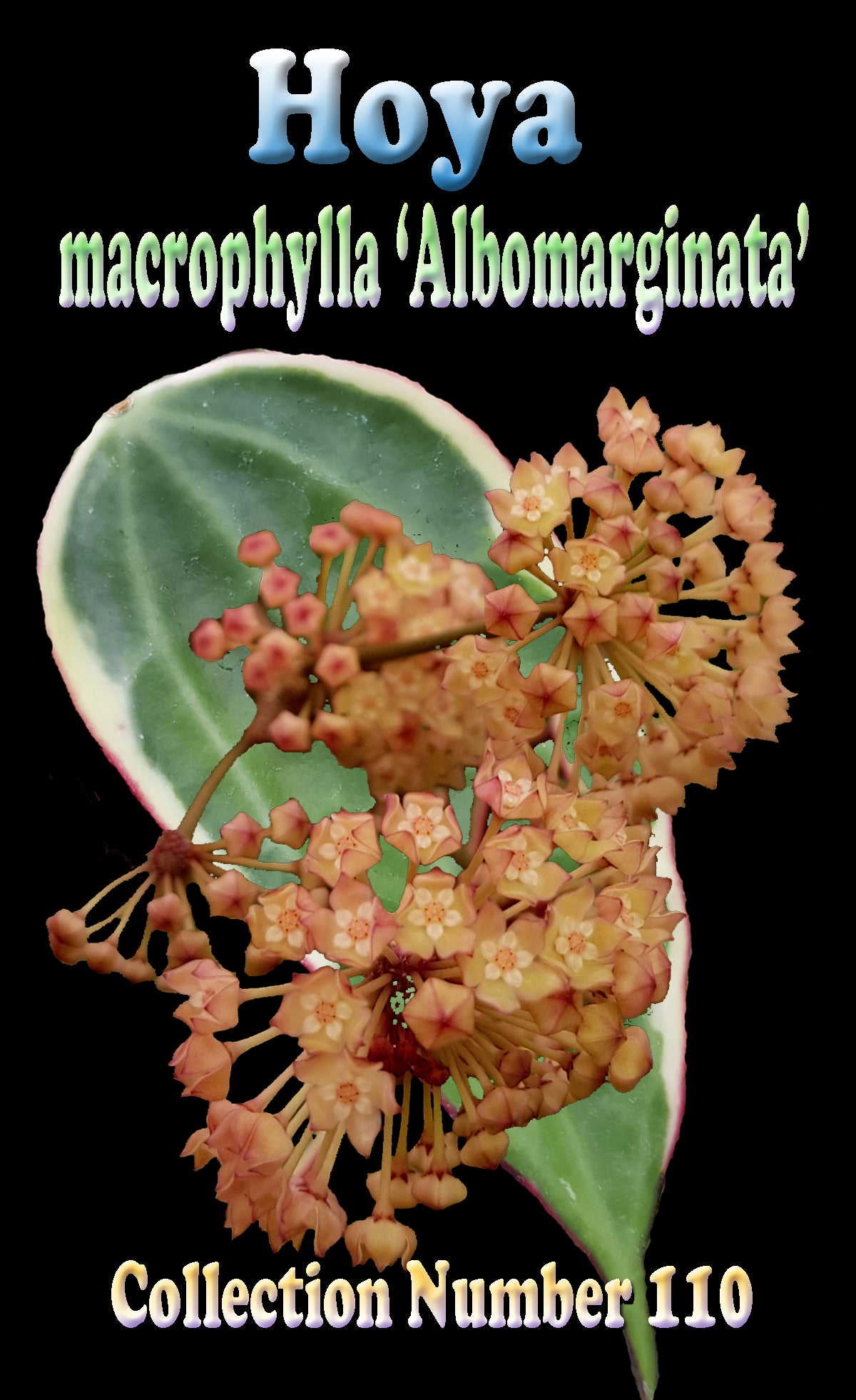 Hoya macrophylla ‘Albomarginata’ H110 feature image showing flower clusters and variegated foliage