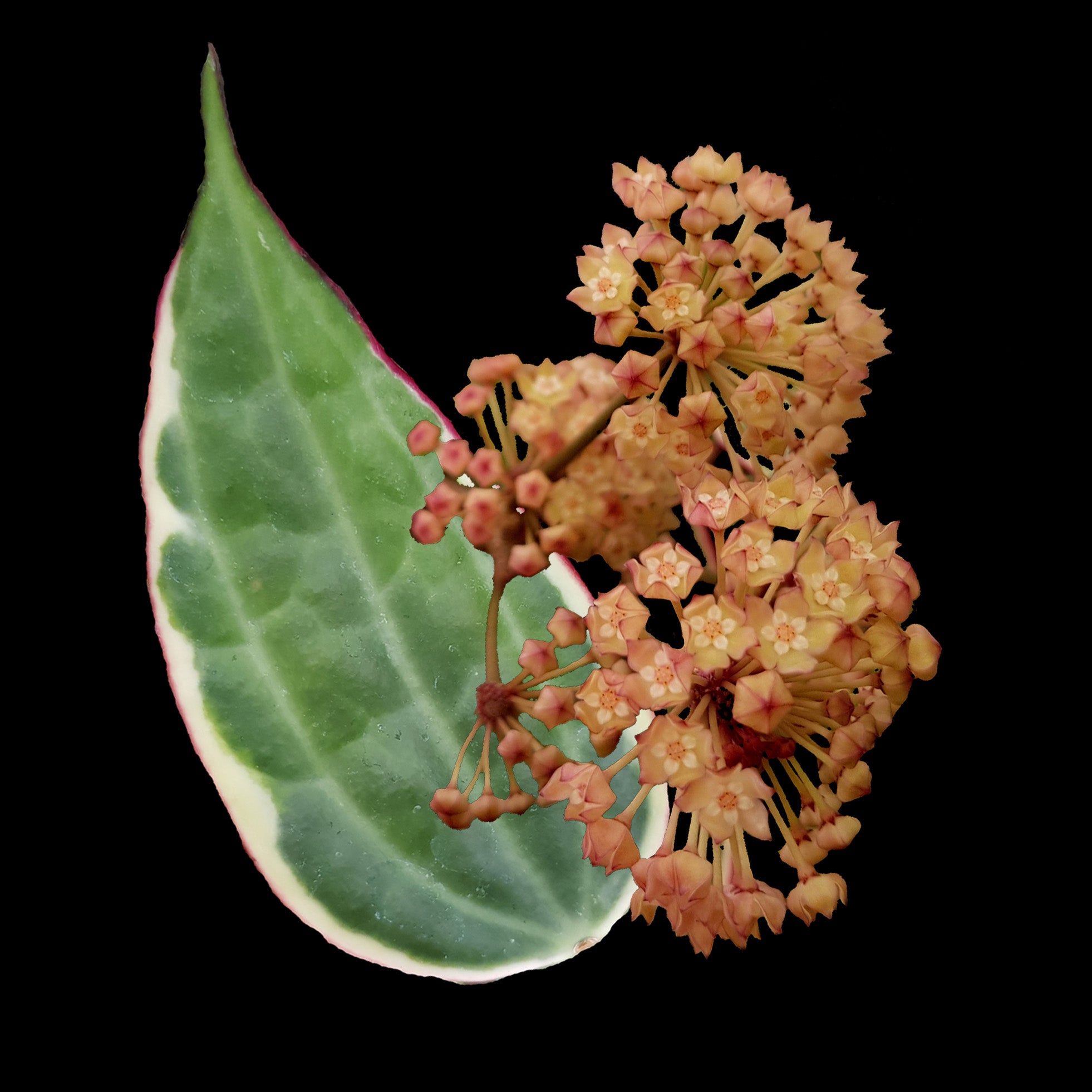 Hoya macrophylla ‘Albomarginata’ H110 flower clusters beside a green leaf with cream margins