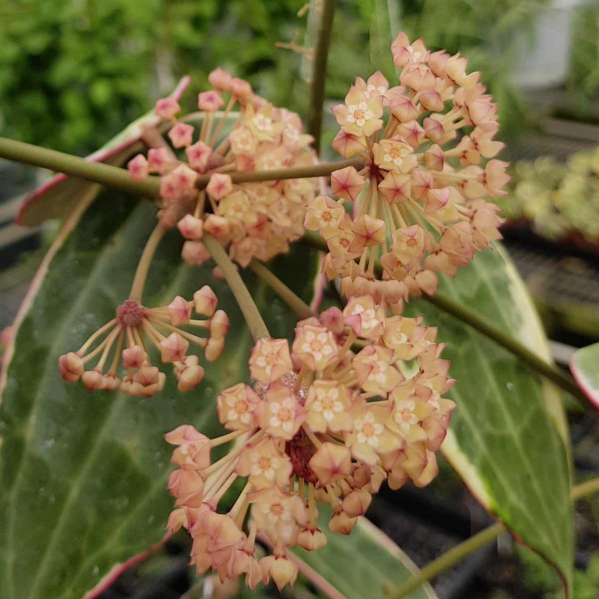 Hoya macrophylla ‘Albomarginata’ H110 close-up of pale pink flower clusters among green foliage