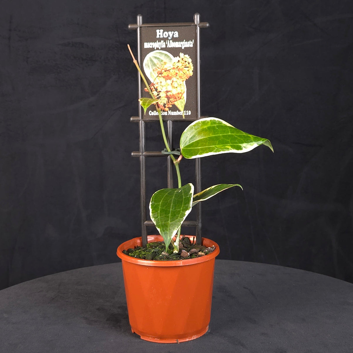 Hoya macrophylla ‘Albomarginata’ H110 with cream-edged green leaves in an orange pot