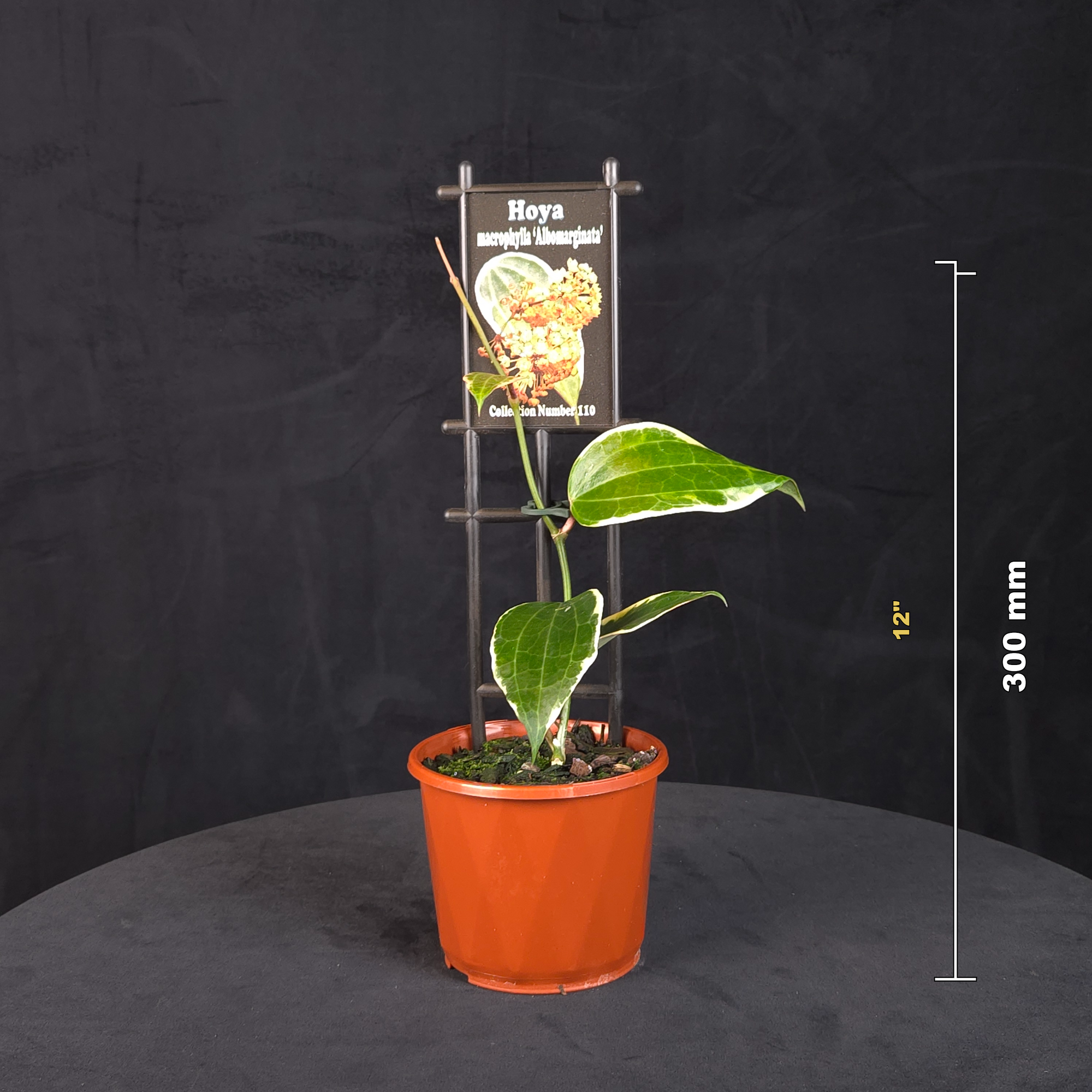Hoya macrophylla ‘Albomarginata’ H110 potted plant shown with size reference