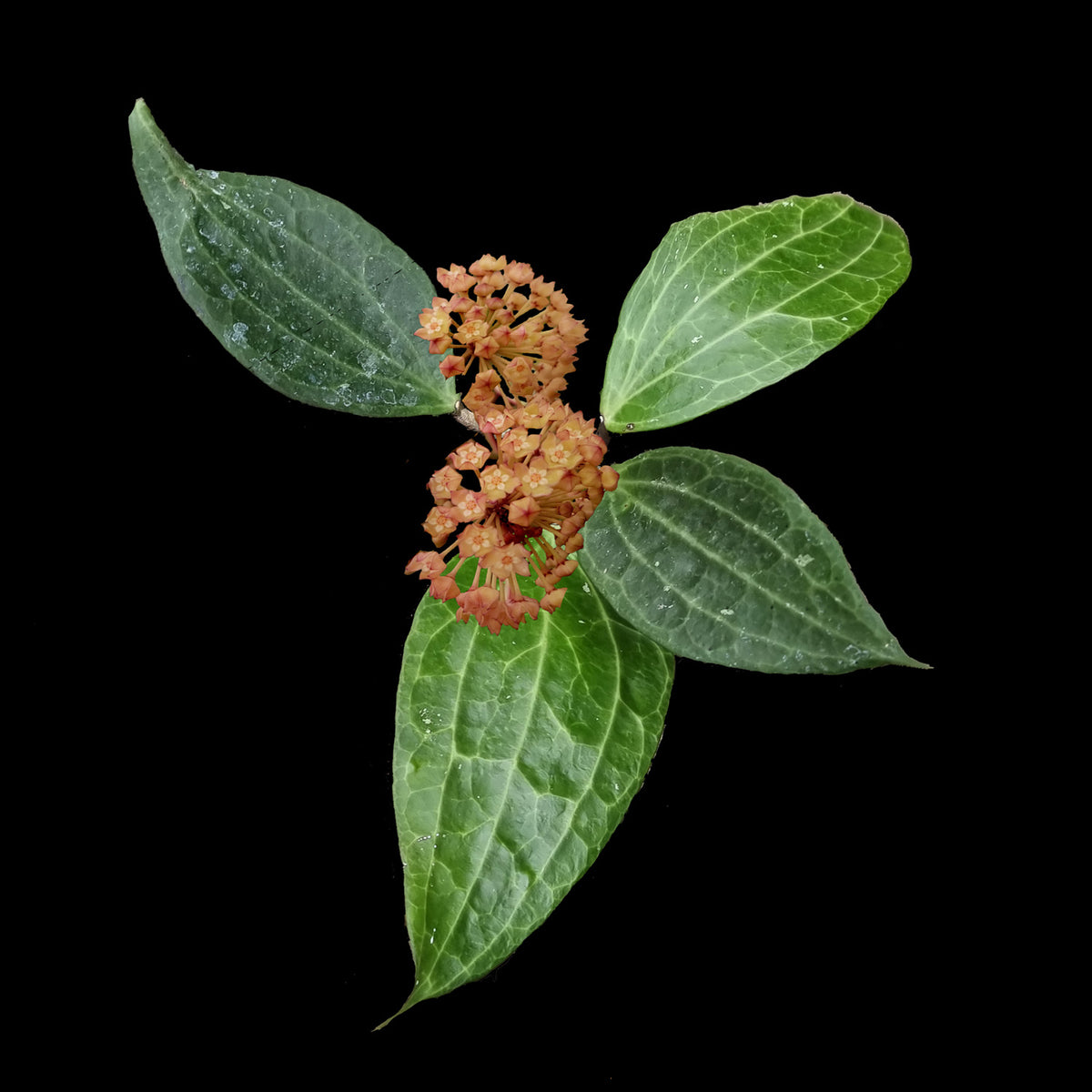 Hoya macrophylla H198 flower cluster with broad veined green leaves