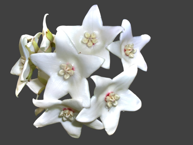 Hoya magnifica flower