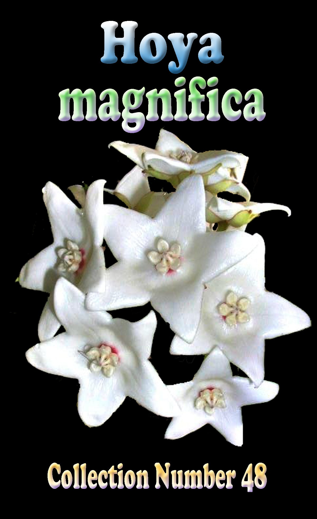 Hoya magnifica H048 flower feature image