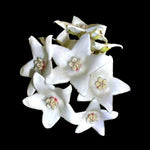 Hoya magnifica H048 cluster of white star-shaped flowers