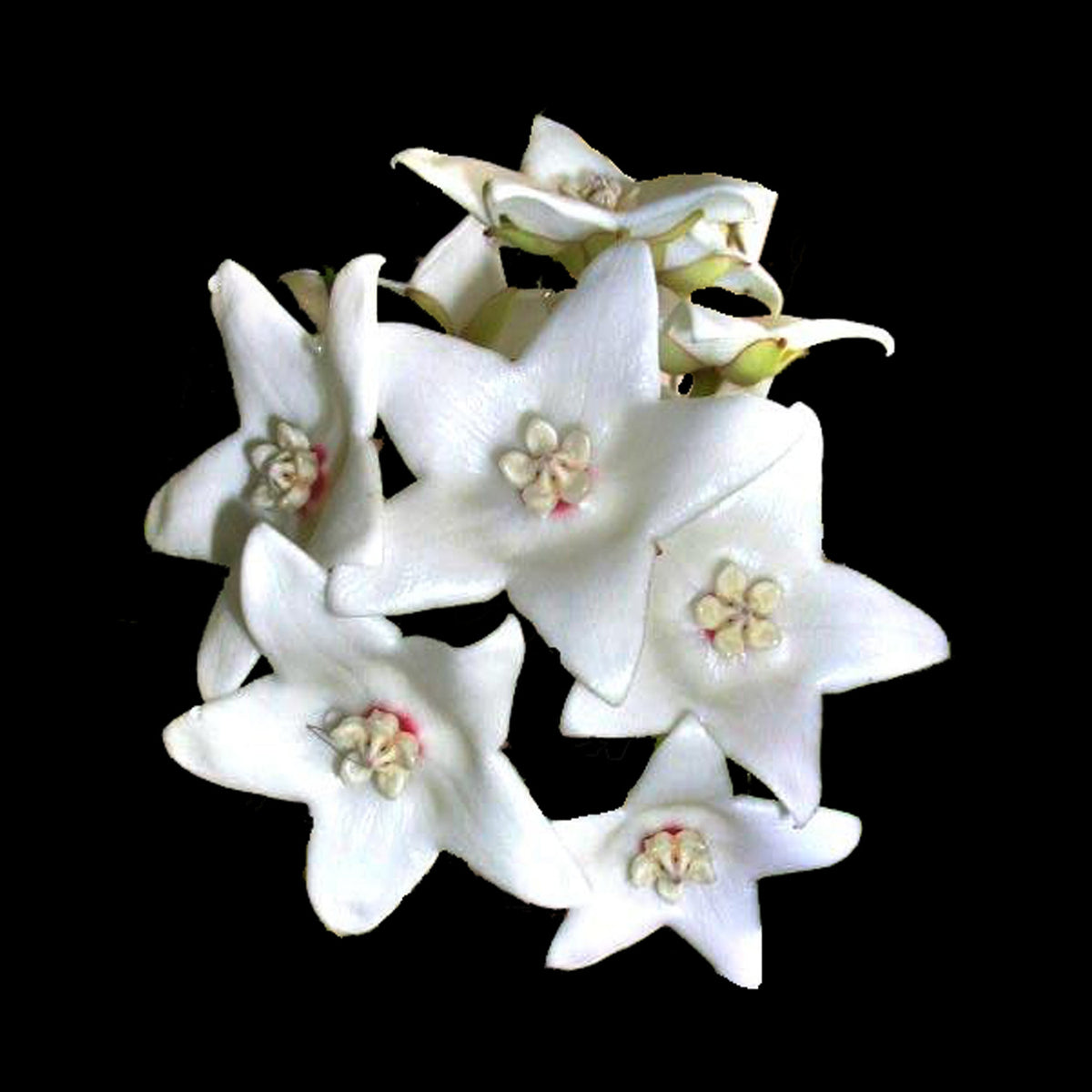 Hoya magnifica H048 cluster of white star-shaped flowers