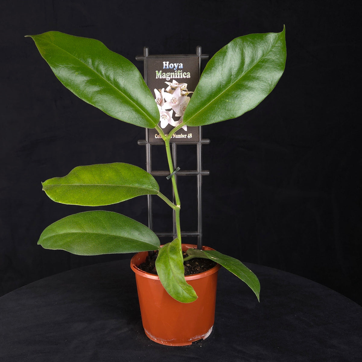 Hoya magnifica H048 potted plant with broad green foliage