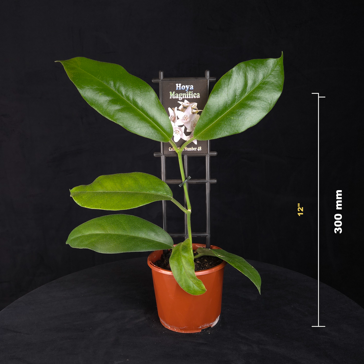Hoya magnifica H048 potted plant shown with size reference