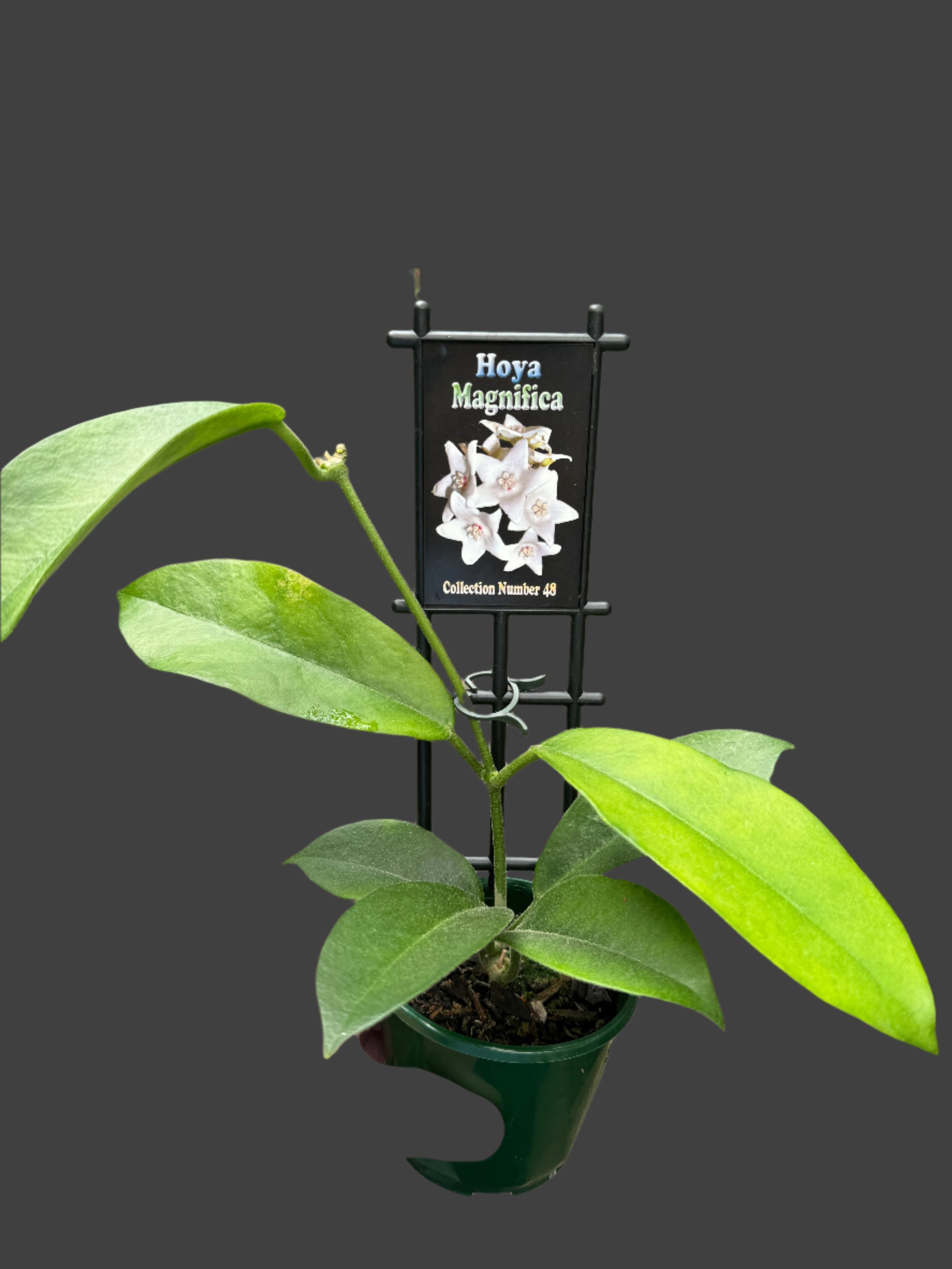 plant of hoya magnifica