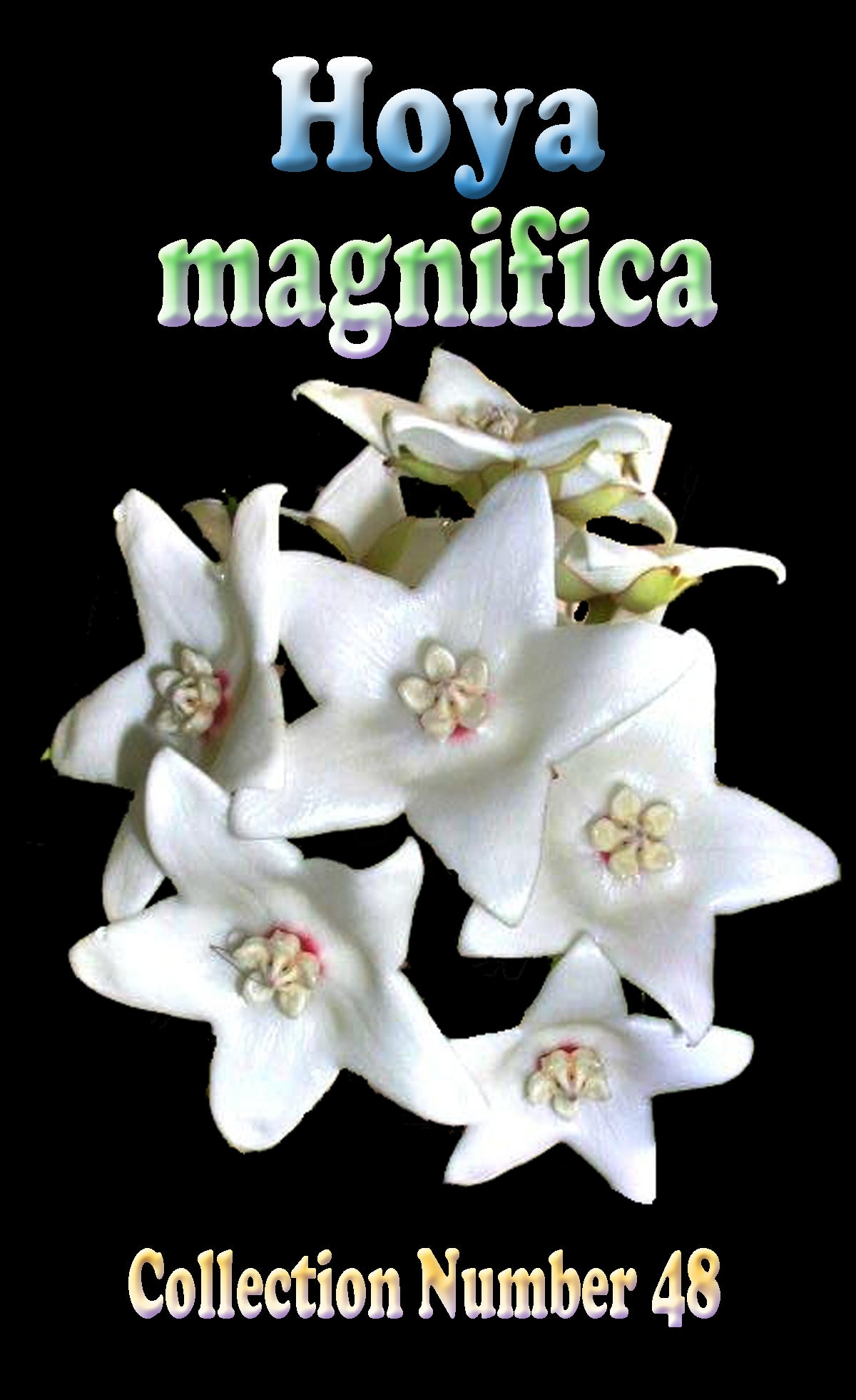 hoya magnifica label