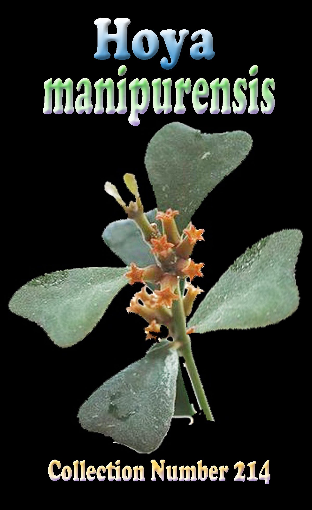 Hoya manipurensis H214 showing broad foliage and orange flowers