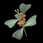 Hoya manipurensis H214 with orange flowers and broad green leaves
