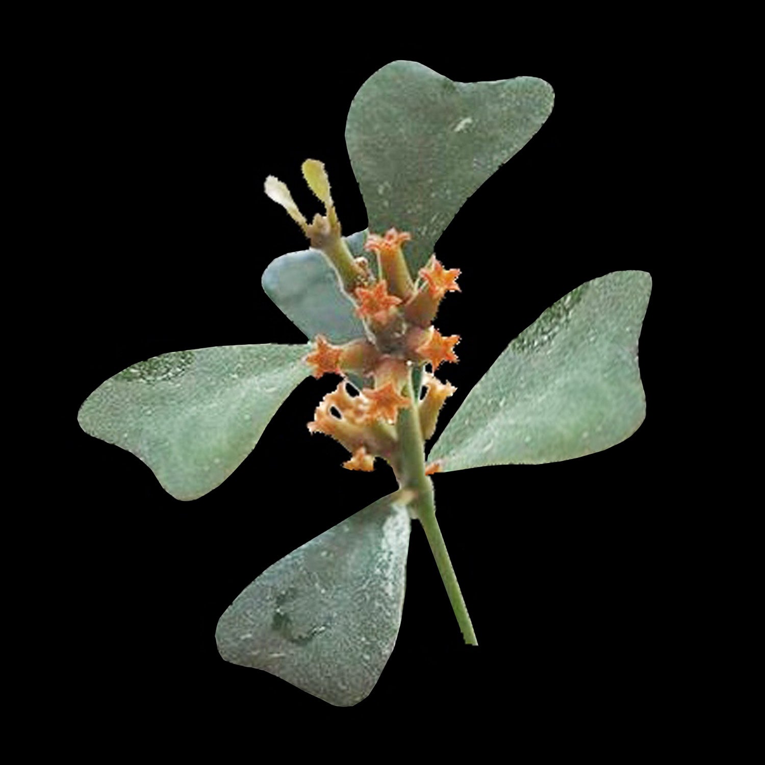 Hoya manipurensis H214 with orange flowers and broad green leaves
