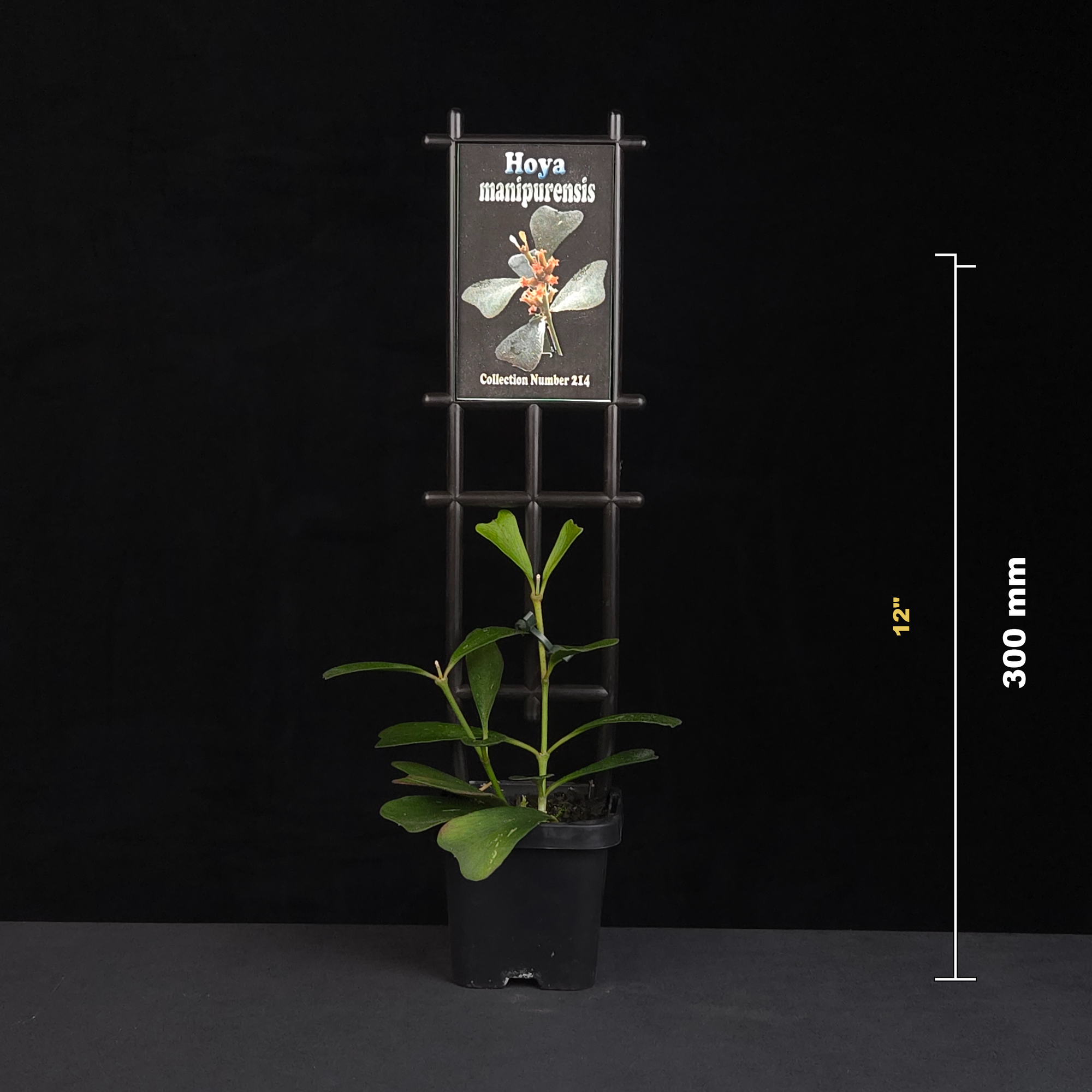 Hoya manipurensis H214 potted plant shown with size reference
