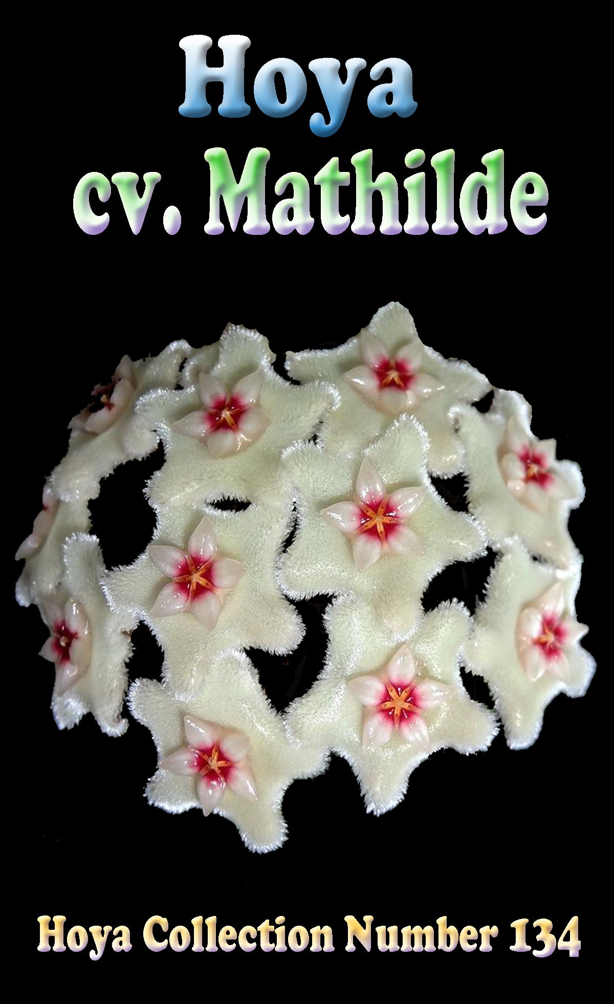 Hoya Mathilde H134 feature image showing creamy white flowers with pink-red centres