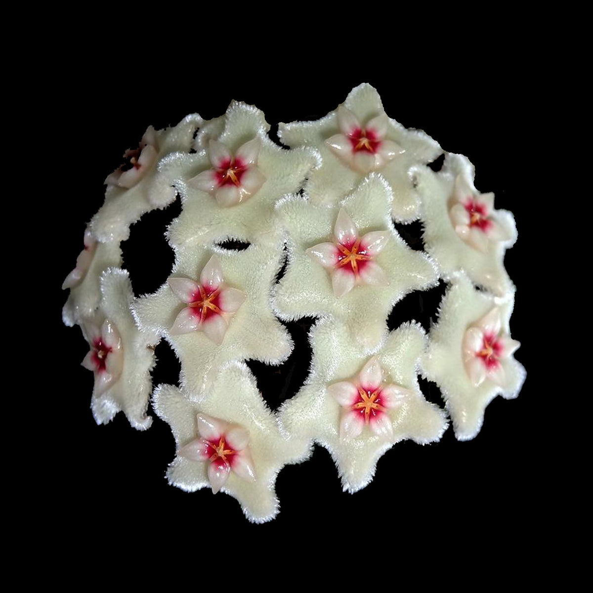 Hoya Mathilde H134 cluster of creamy white star-shaped flowers with pink-red centres