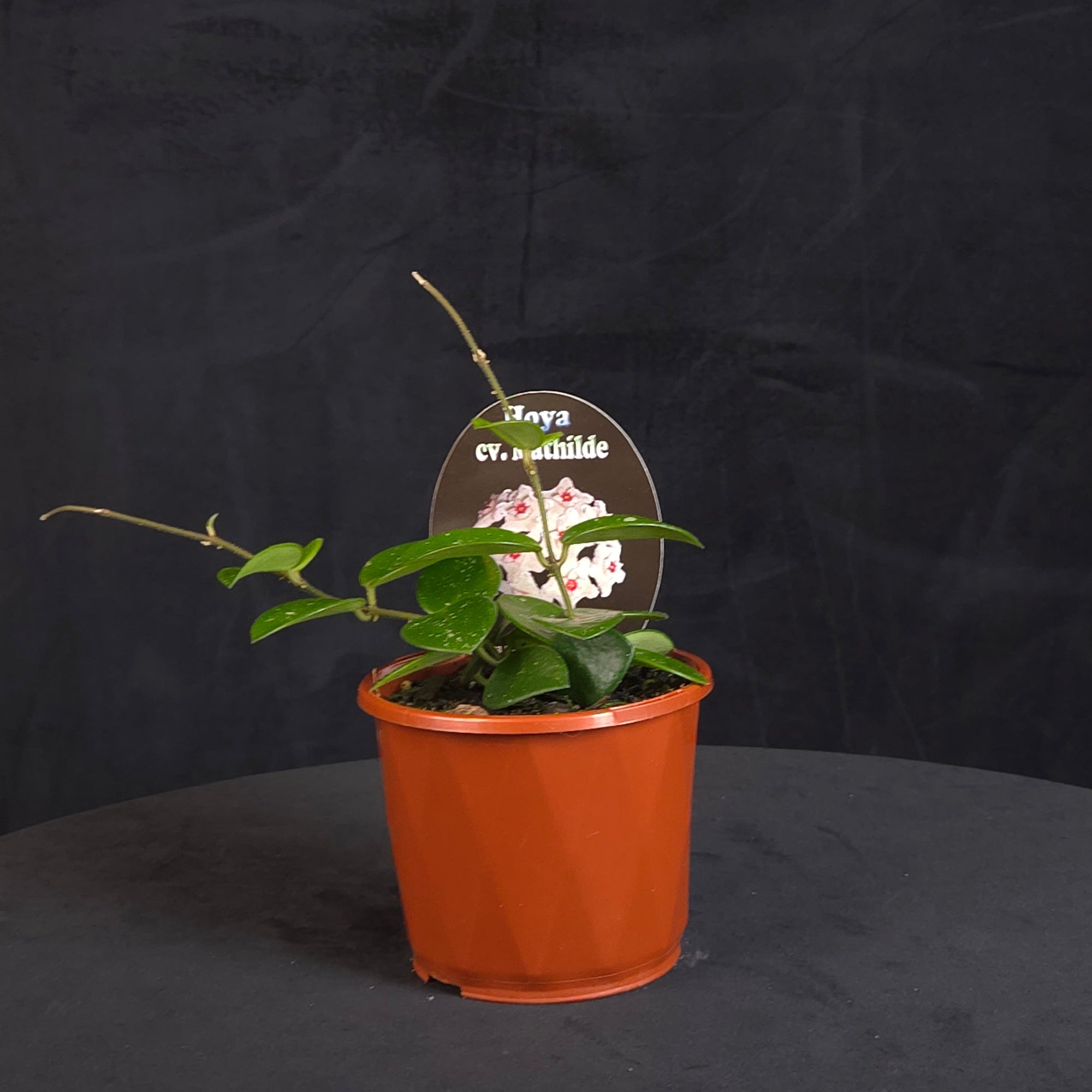 Hoya Mathilde H134 with small green leaves and trailing stems in an orange pot