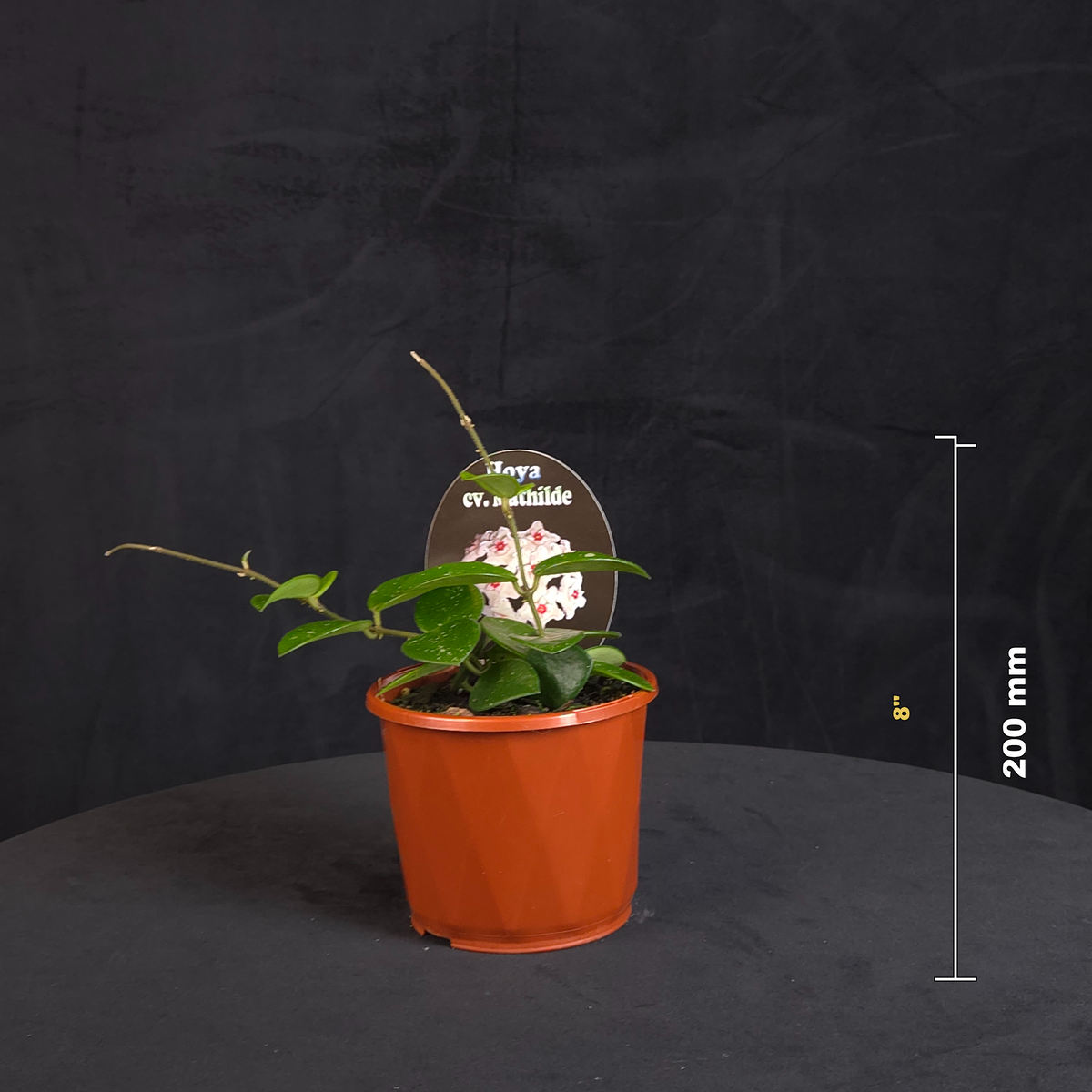 Hoya Mathilde H134 potted plant shown with size reference