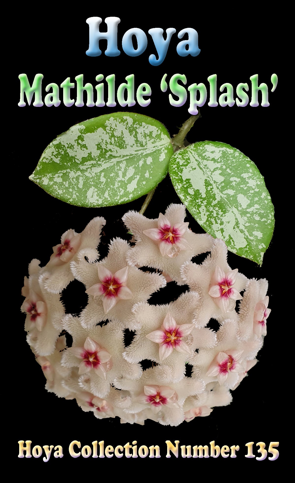 Hoya Mathilde Splash H135 showing silver foliage and flower cluster