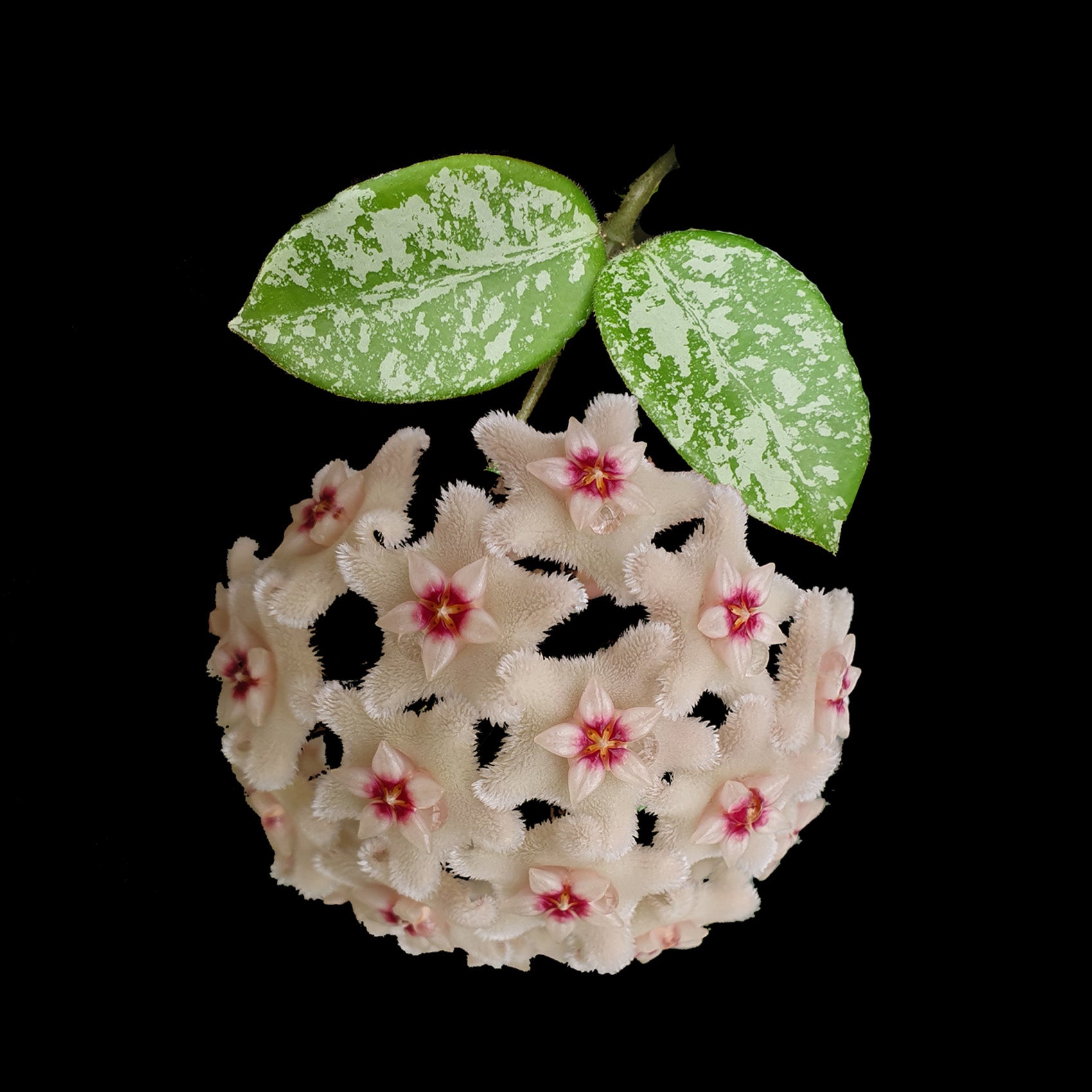 Hoya Mathilde Splash H135 with silver-splashed leaves and white flowers