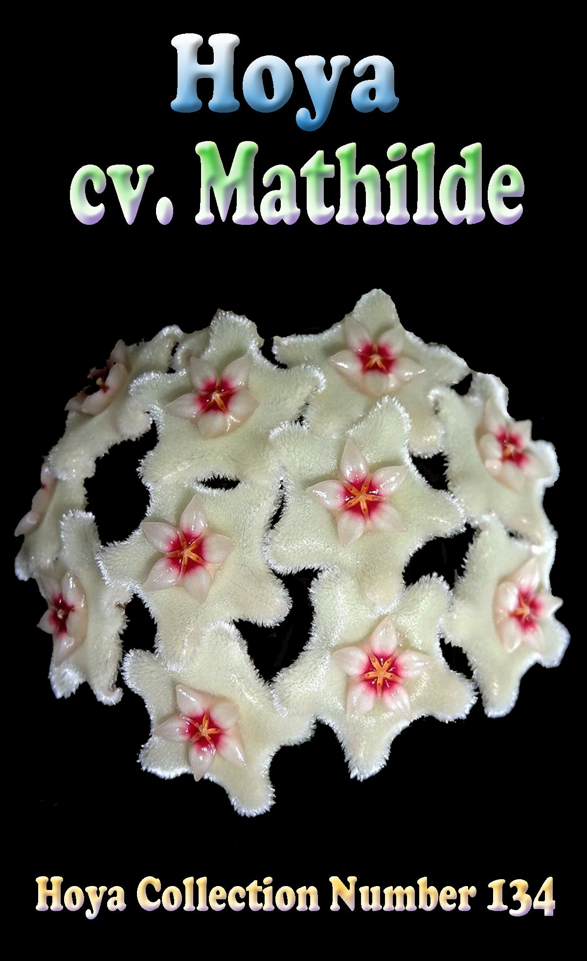 hoya mathilde label