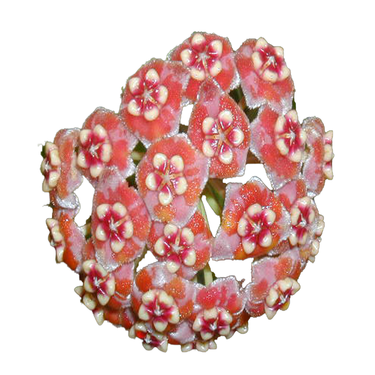 Hoya meliflua H058 rounded cluster of pink and coral-red flowers