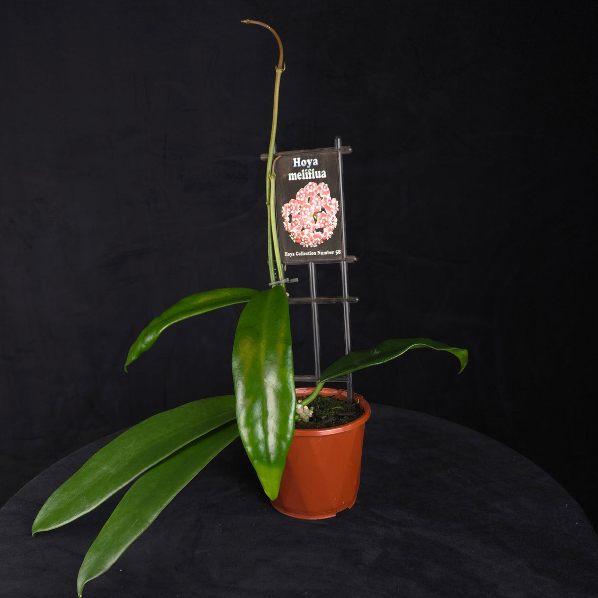 Hoya meliflua H058 potted plant with long green foliage