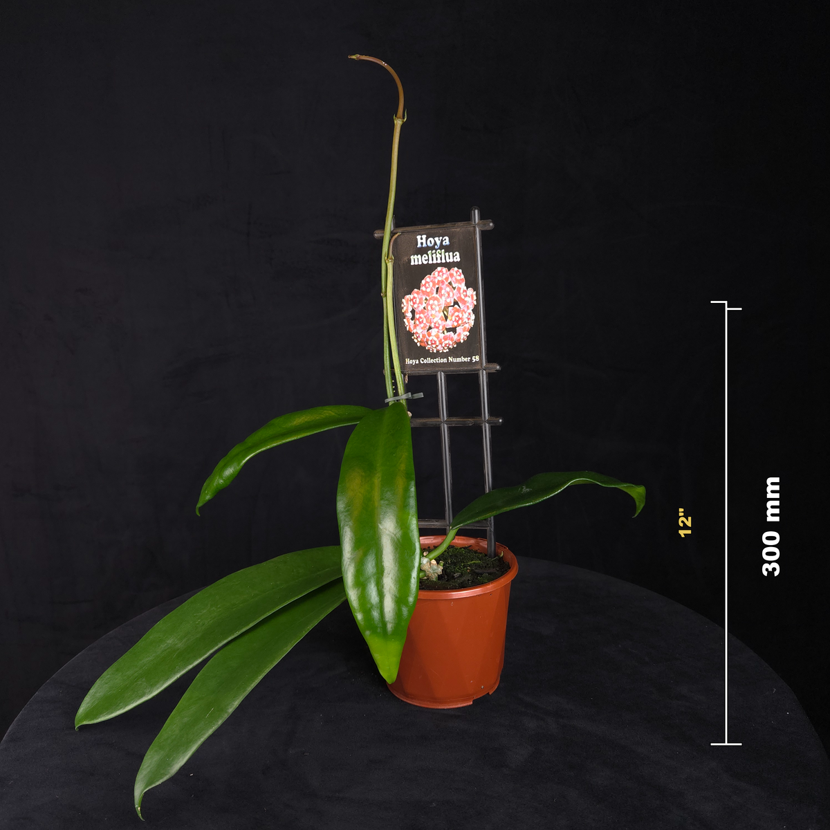 Hoya meliflua H058 potted plant shown with size reference