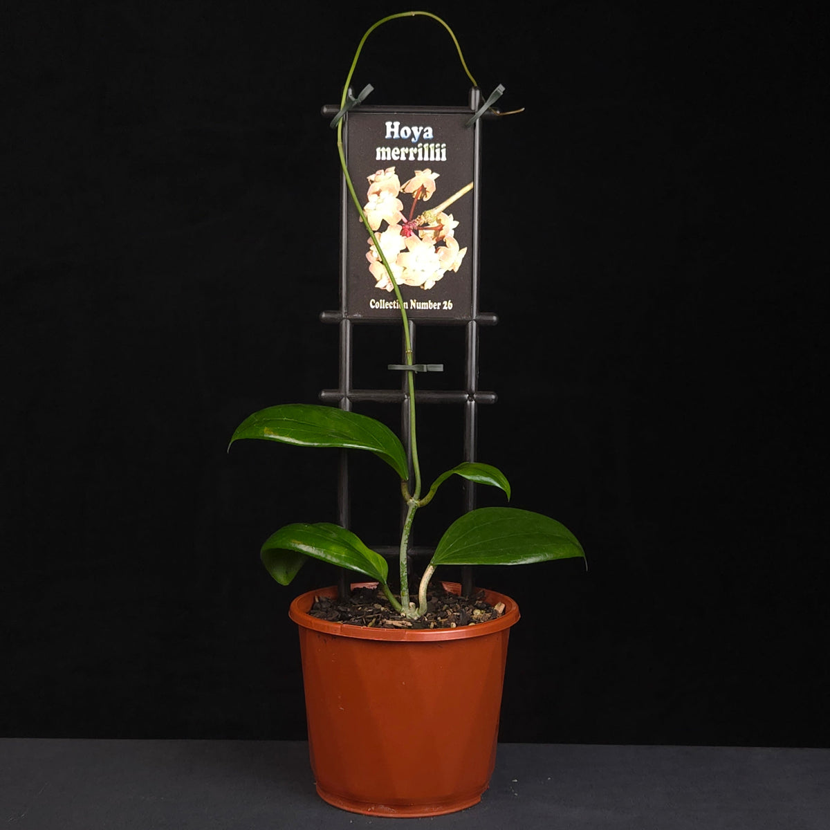 Hoya merrillii H026 growing on support in nursery pot