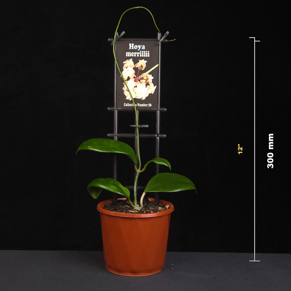 Hoya merrillii H026 potted plant shown with size reference