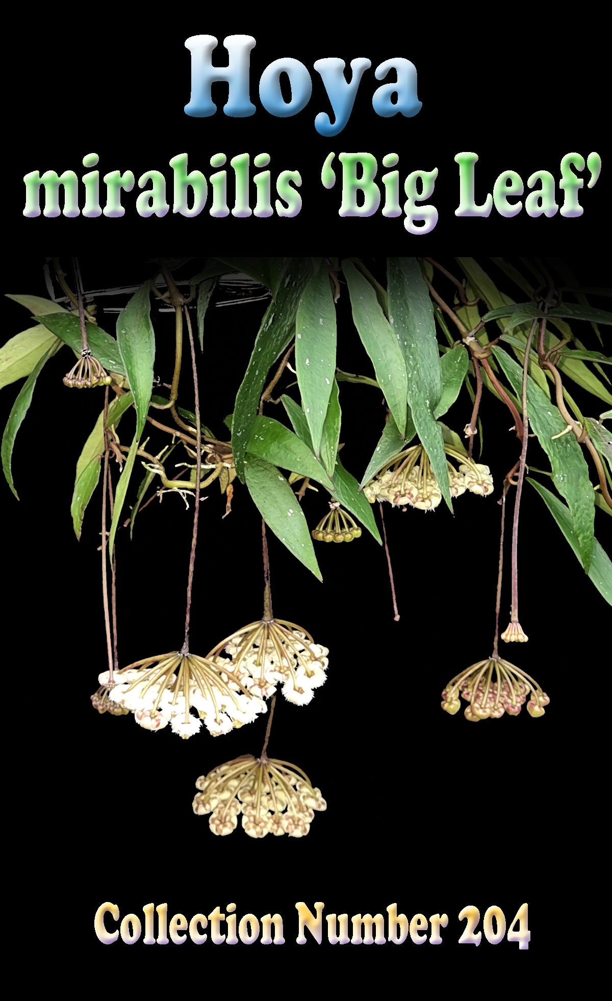 Hoya mirabilis 'Big Leaf' H204 feature image showing hanging flower clusters and green foliage