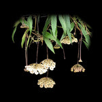 Hoya mirabilis 'Big Leaf' H204 with pale flower clusters hanging beneath green foliage