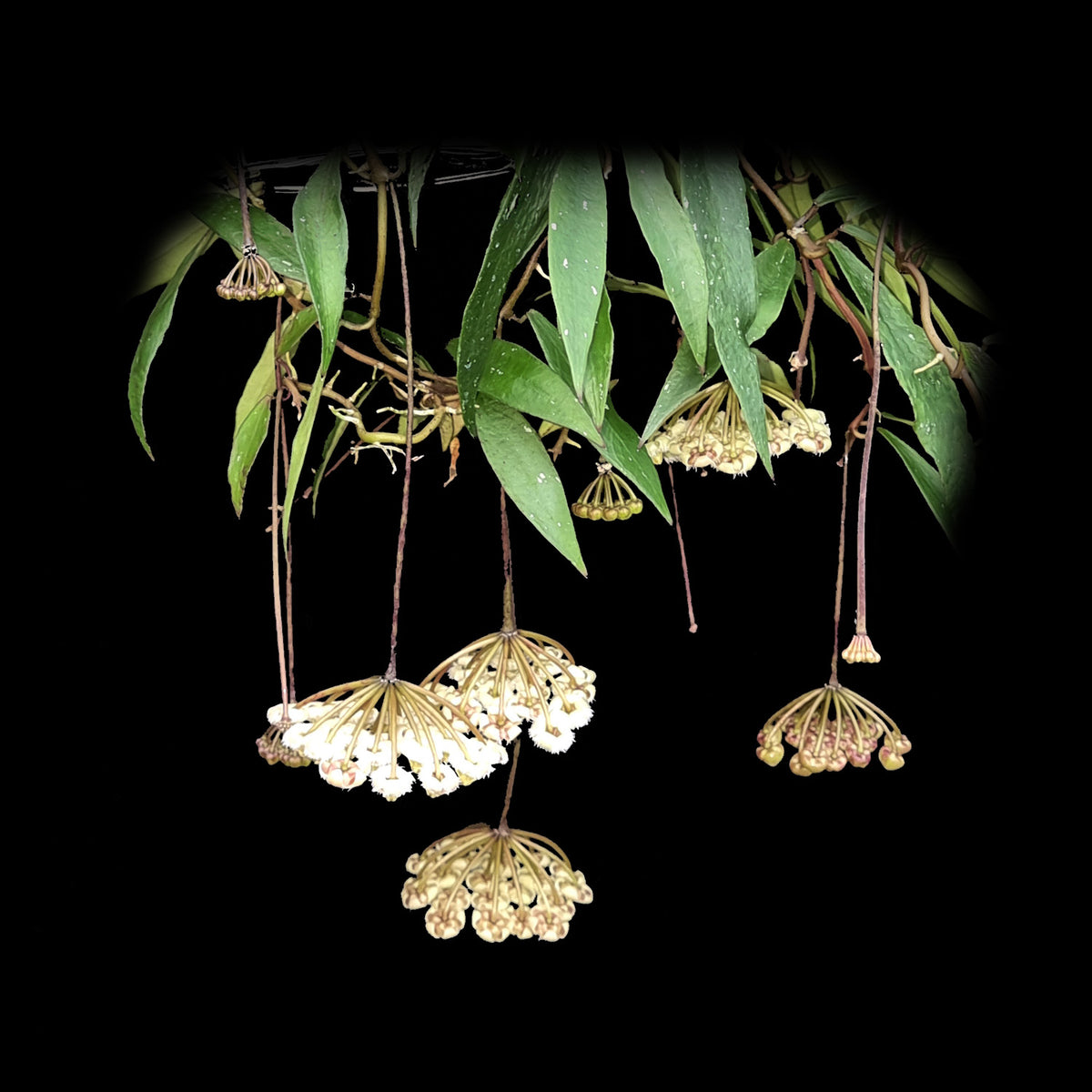 Hoya mirabilis 'Big Leaf' H204 with pale flower clusters hanging beneath green foliage
