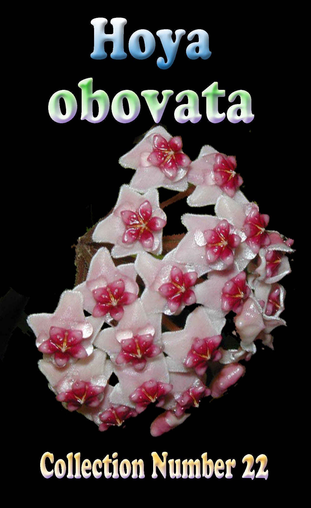 Hoya obovata feature image showing clustered flowers