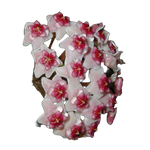 hoya-obovata-potted-plant