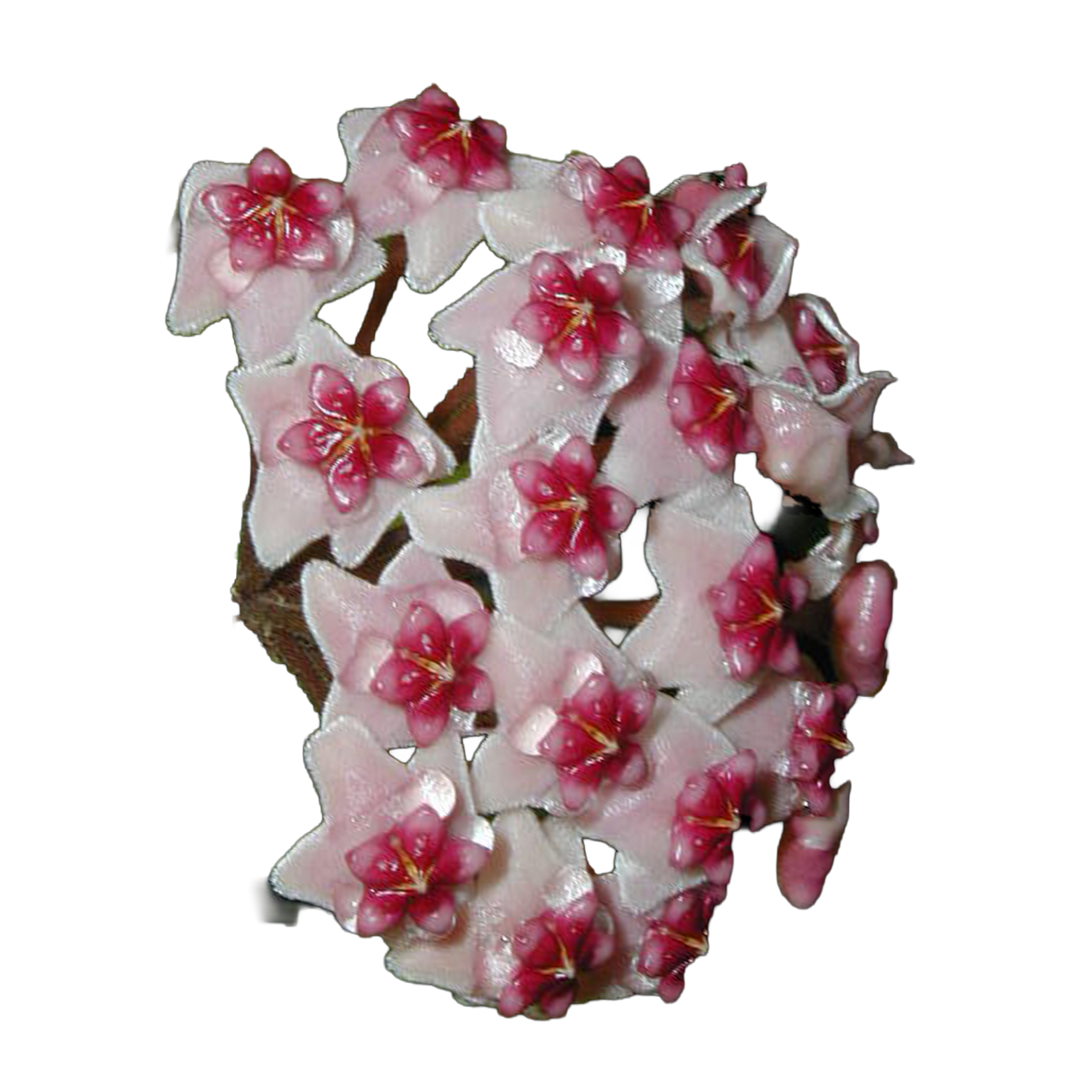 hoya-obovata-potted-plant