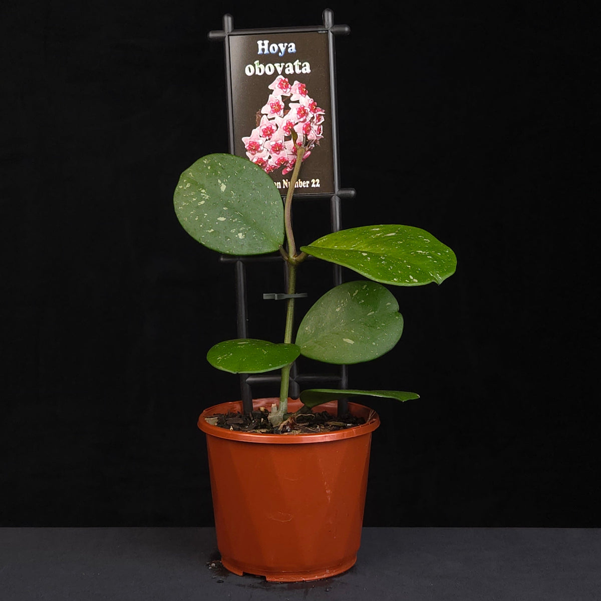 Hoya obovata growing on support in nursery pot