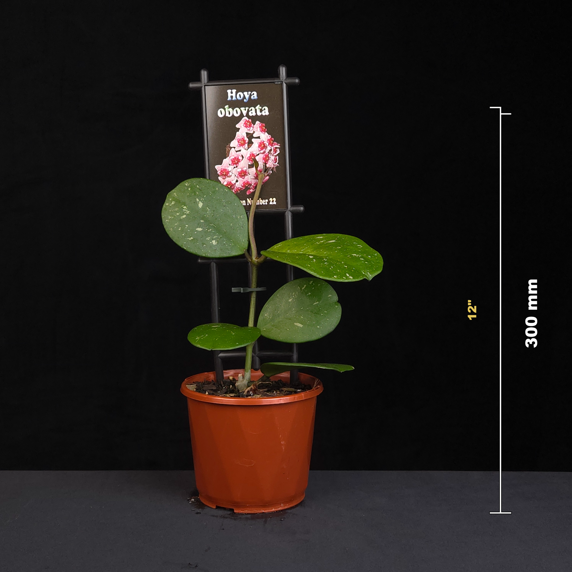 Hoya obovata potted plant shown with size reference