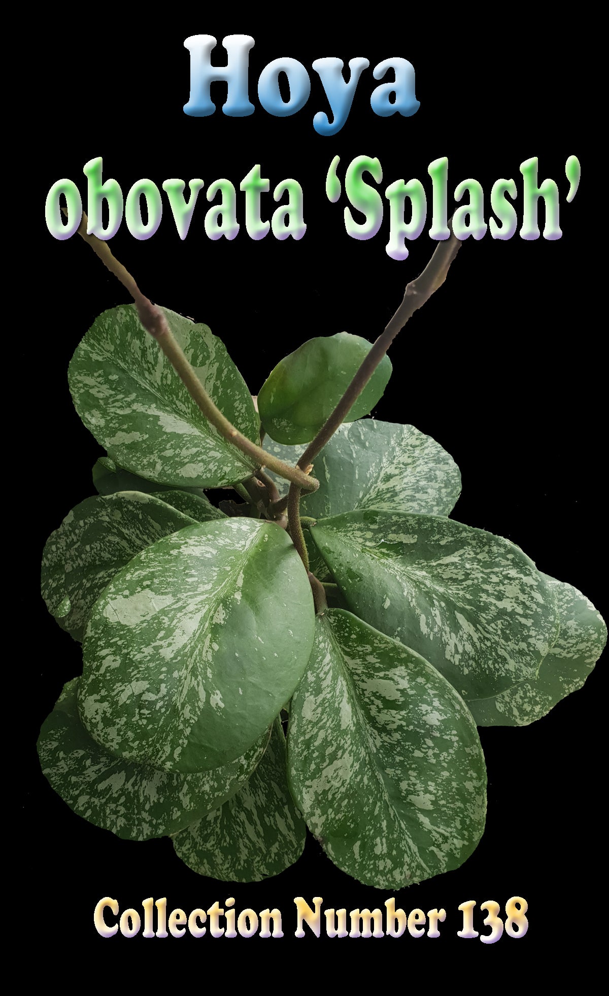 Hoya obovata 'Splash' H138 foliage feature image