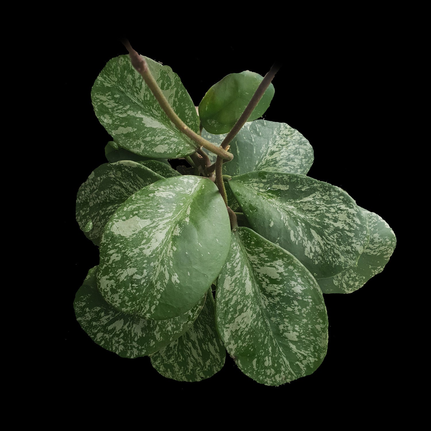 Hoya obovata 'Splash' H138 rounded green leaves with silver markings