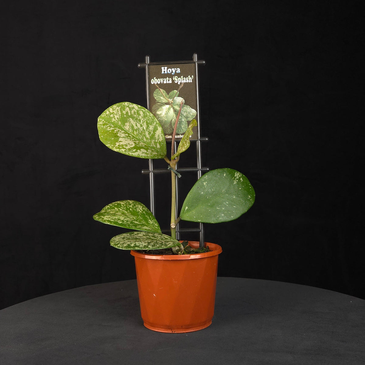 Hoya obovata 'Splash' H138 potted plant with broad patterned foliage