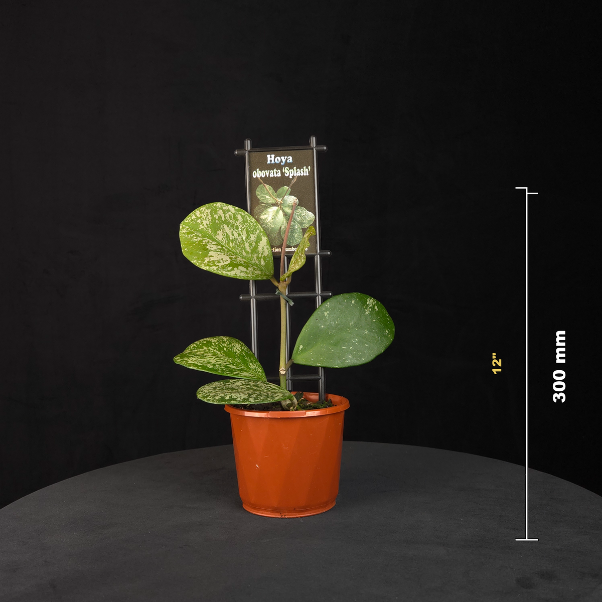 Hoya obovata 'Splash' H138 potted plant shown with size reference