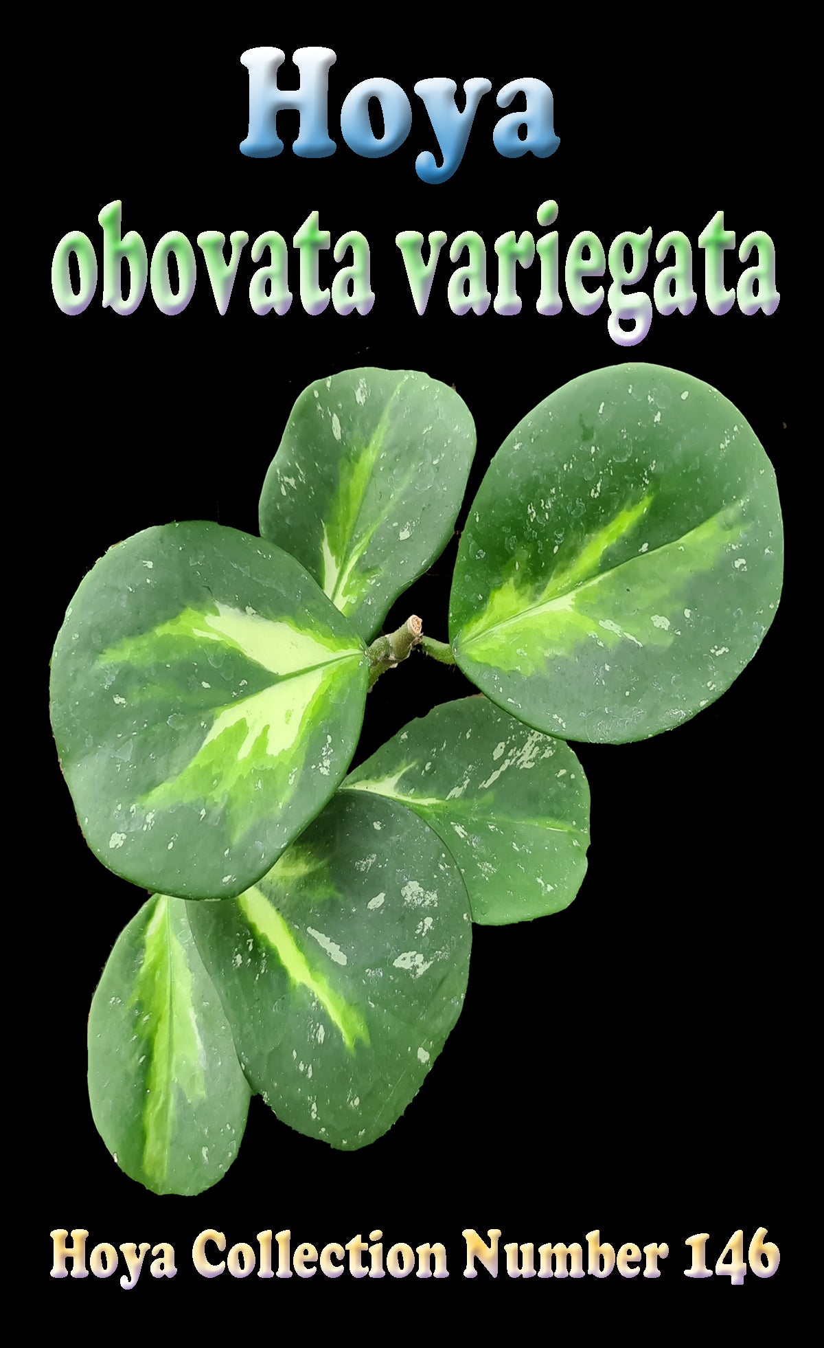 Hoya obovata Variegata H146 showing rounded variegated foliage