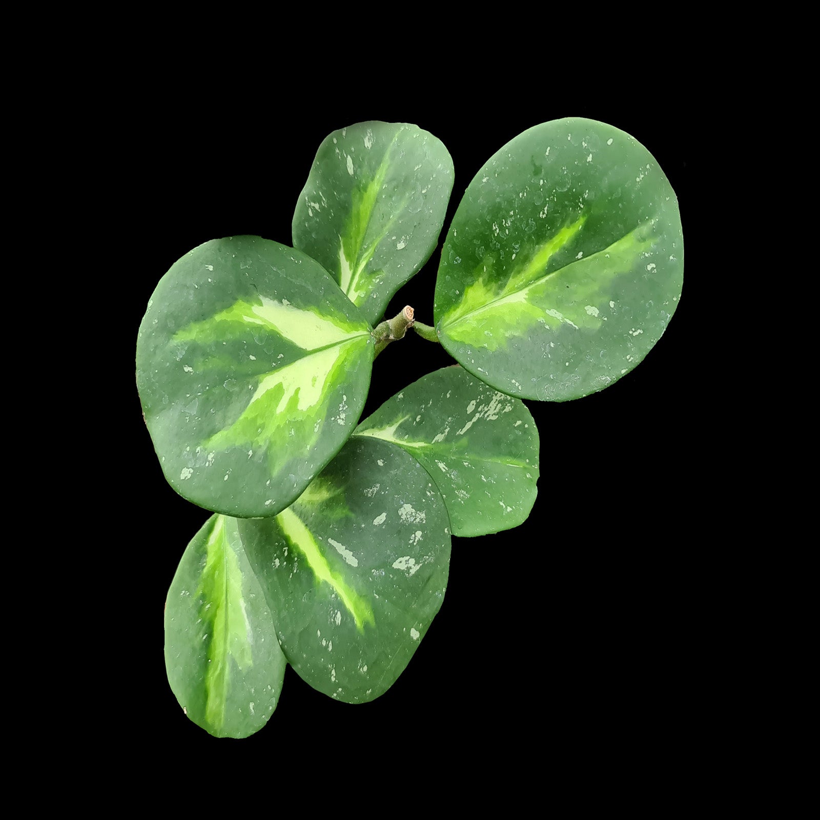 Hoya obovata Variegata H146 with broad green and cream leaves
