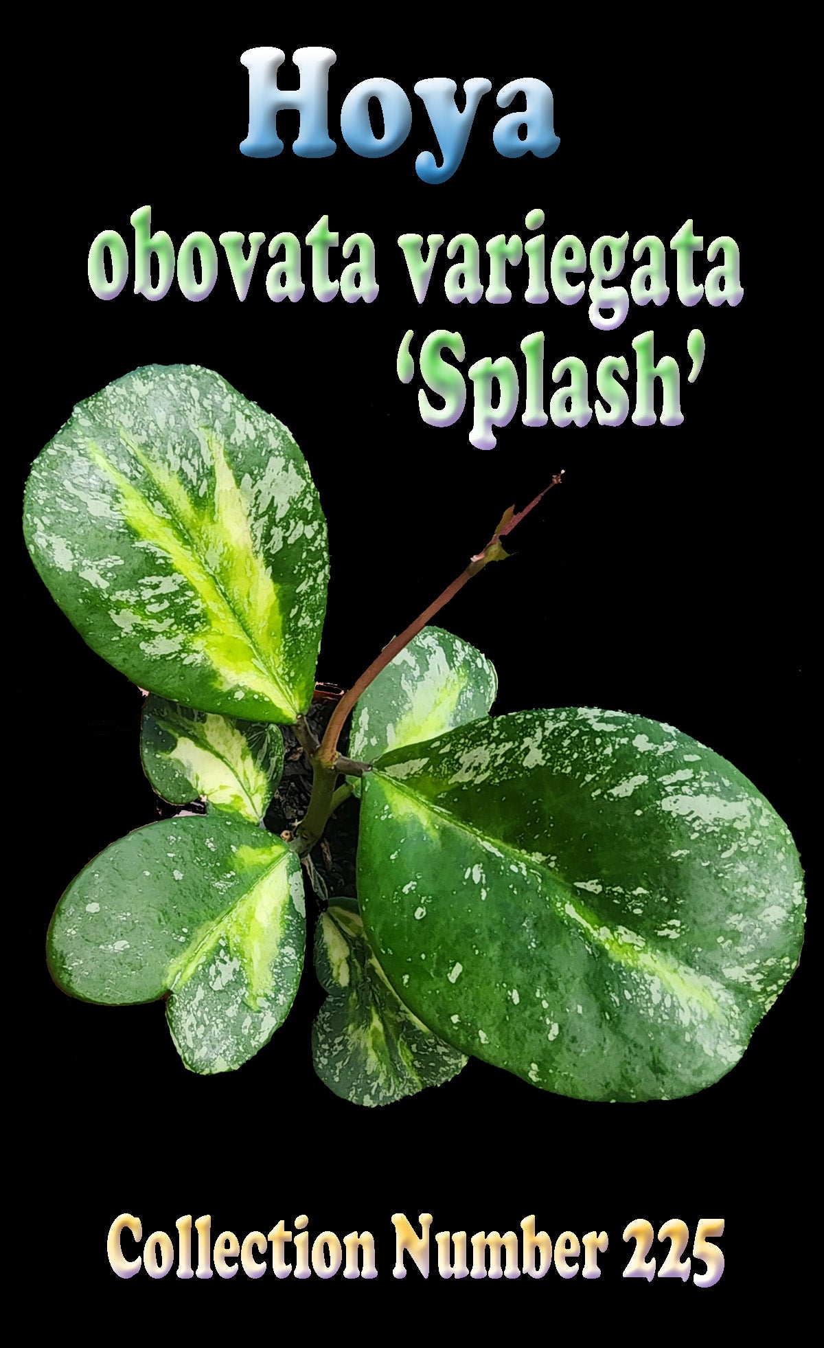 Hoya obovata variegata 'Splash' H225 foliage feature image