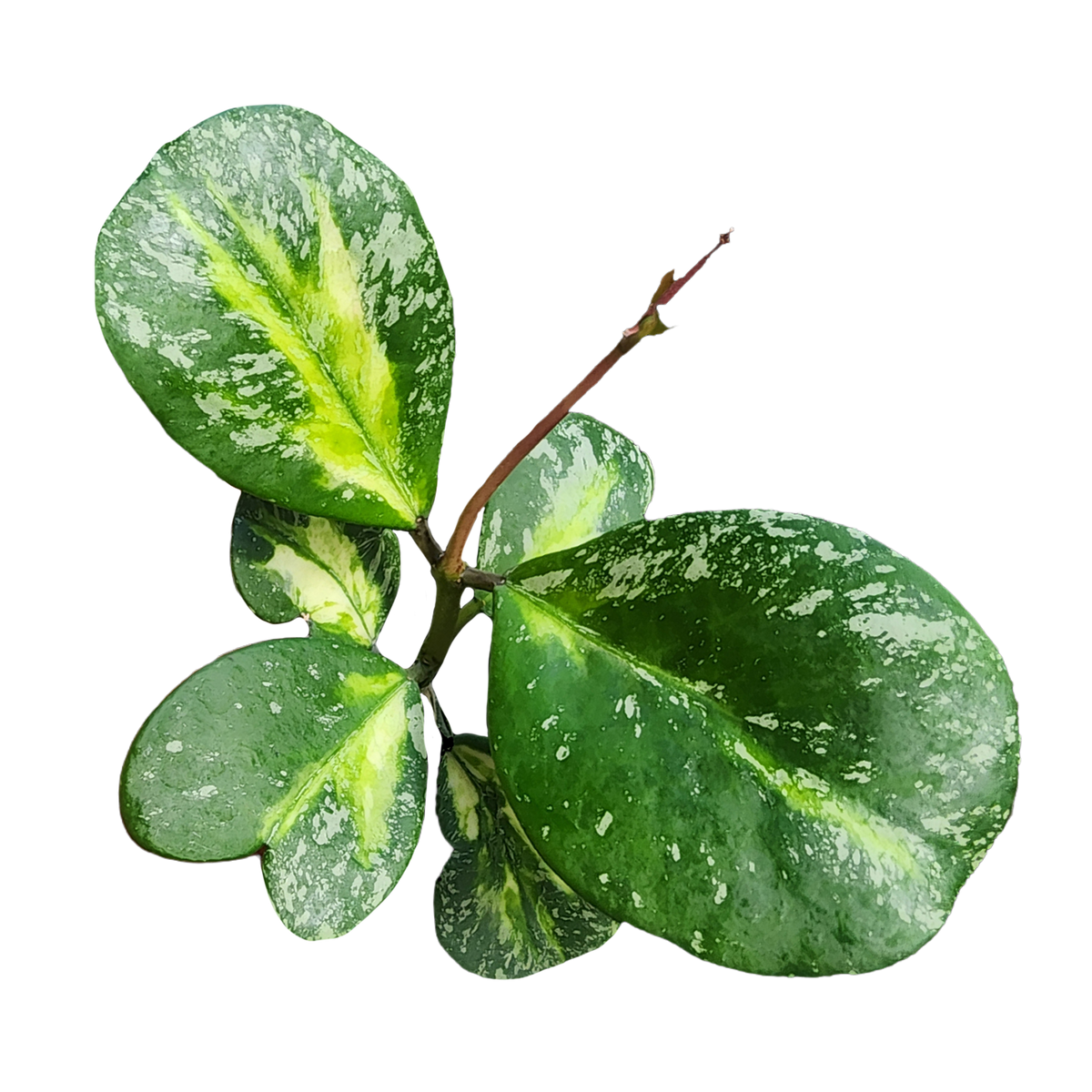 Hoya obovata variegata 'Splash' H225 variegated foliage