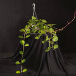 Hoya obovata variegata ‘Splash’ H225 large mature specimen with long trailing vines in a hanging basket