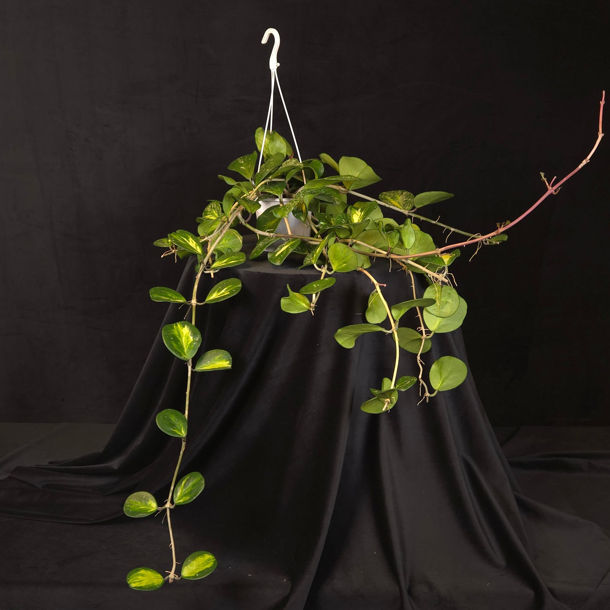 Hoya obovata variegata ‘Splash’ H225 large mature specimen with long trailing vines in a hanging basket