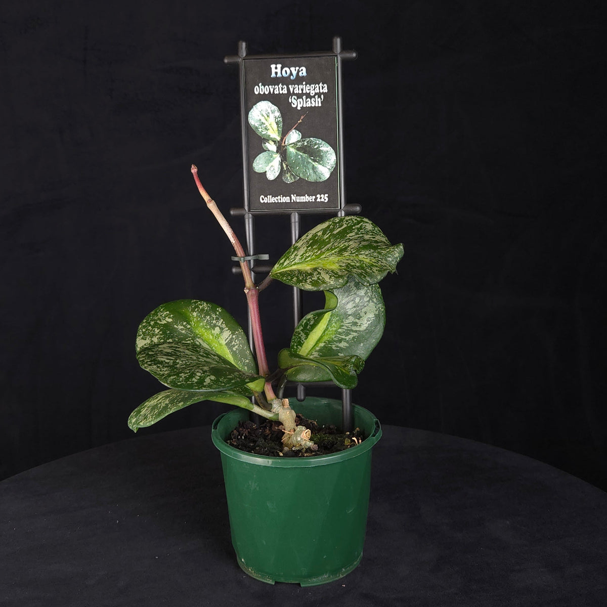 Hoya obovata variegata 'Splash' H225 potted plant