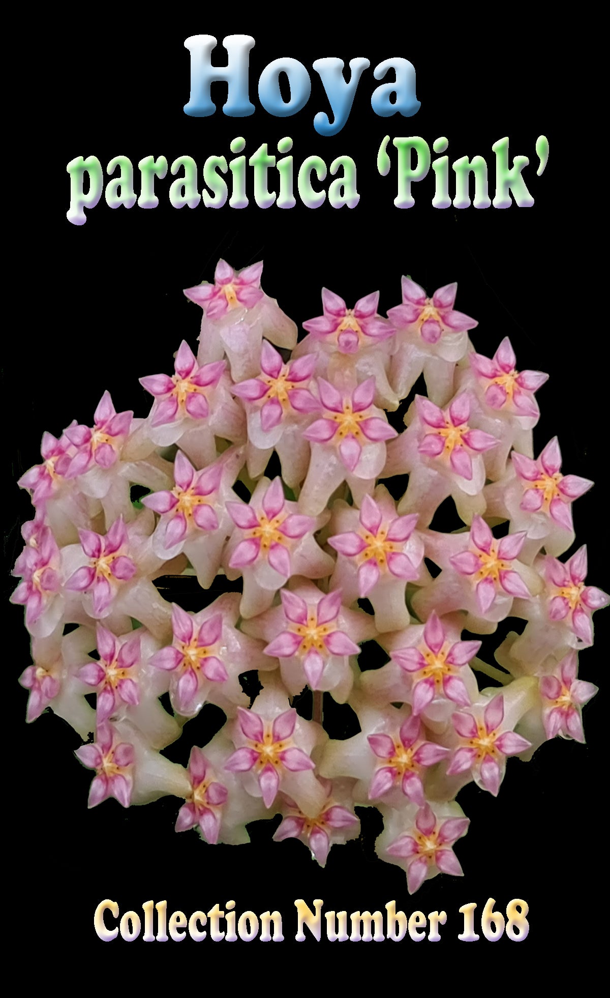 Pink flowers and identification label for Hoya parasitica ‘Pink’ H168.